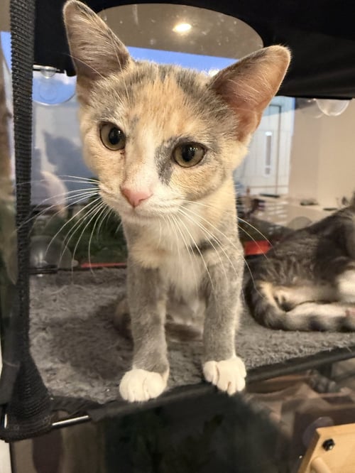 WINKY - FEMALE KITTEN - Calico / Tortoiseshell available for adoption