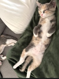 Winky - female kitten - Photo 4