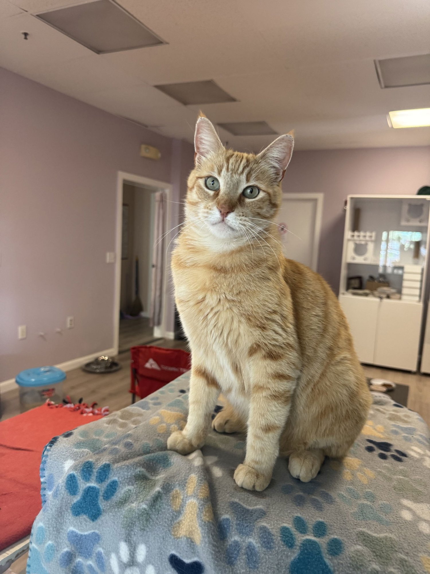 JACK - Tabby for adoption in Sunnyvale