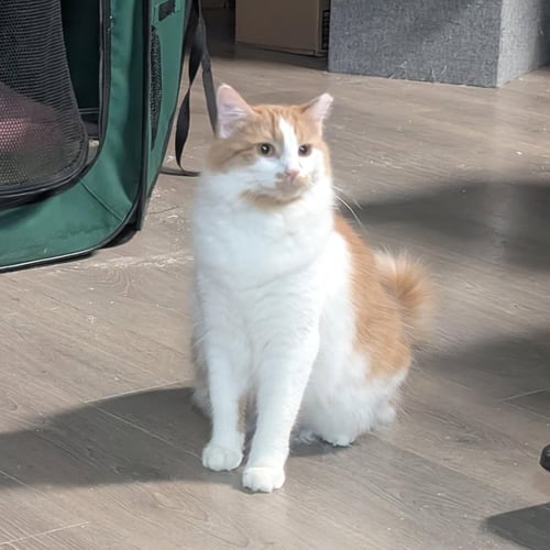 EDEN - Domestic Medium Hair available for adoption