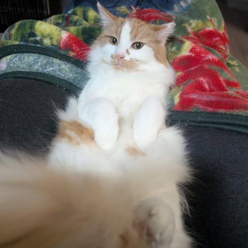 EDEN - Domestic Medium Hair available for adoption