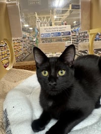 Belle - female kitten - Photo 1