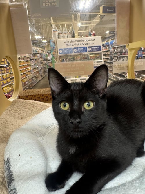 BELLE - FEMALE KITTEN - Domestic Short Hair available for adoption