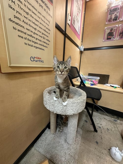 LUCKY CHARM -MALE KITTEN (POLYDACTYL) - Tabby available for adoption