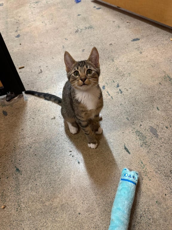 Lucky Charm -male kitten (polydactyl) Image