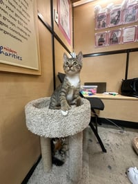 Lucky Charm -male kitten (polydactyl) - Photo 4