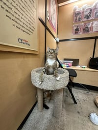 Lucky Charm -male kitten (polydactyl) - Photo 3