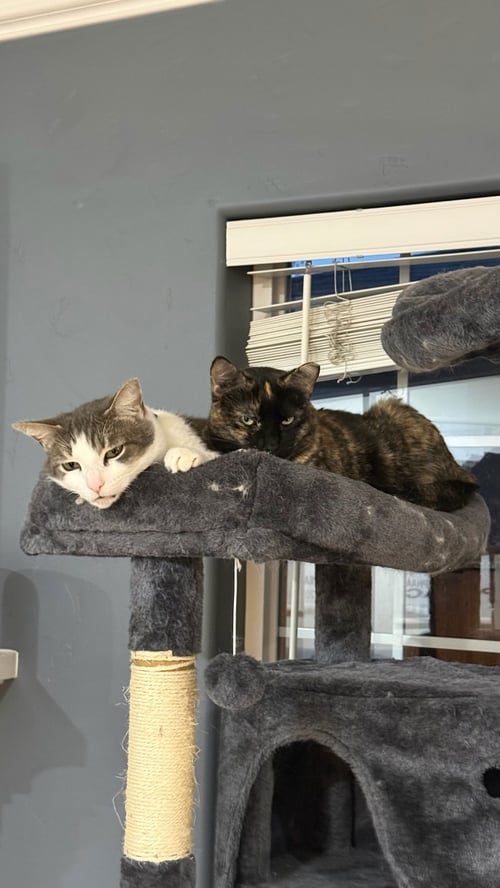 KITTENICUS AND PLUM - BONDED ADULTS - Tortoiseshell / Domestic Short Hair available for adoption