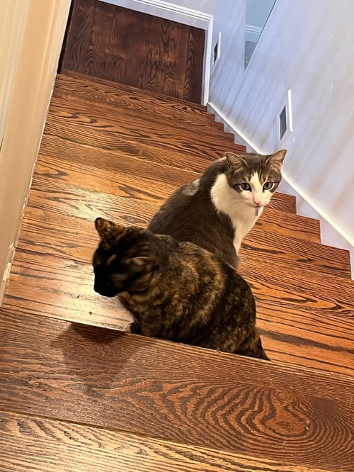 KITTENICUS AND PLUM - BONDED ADULTS - Tortoiseshell / Domestic Short Hair available for adoption