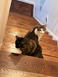 Kittenicus and Plum - bonded adults - Photo 3