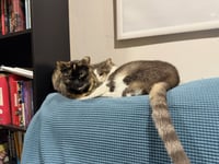Kittenicus and Plum - bonded adults - Photo 4