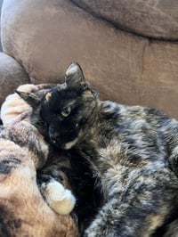 Kittenicus and Plum - bonded adults - Photo 7