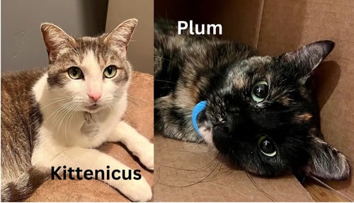 KITTENICUS AND PLUM - BONDED ADULTS - Tortoiseshell / Domestic Short Hair available for adoption