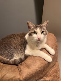 Kittenicus and Plum - bonded adults - Photo 5