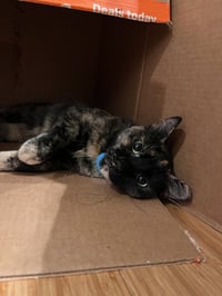 Kittenicus and Plum - bonded adults - Photo 6