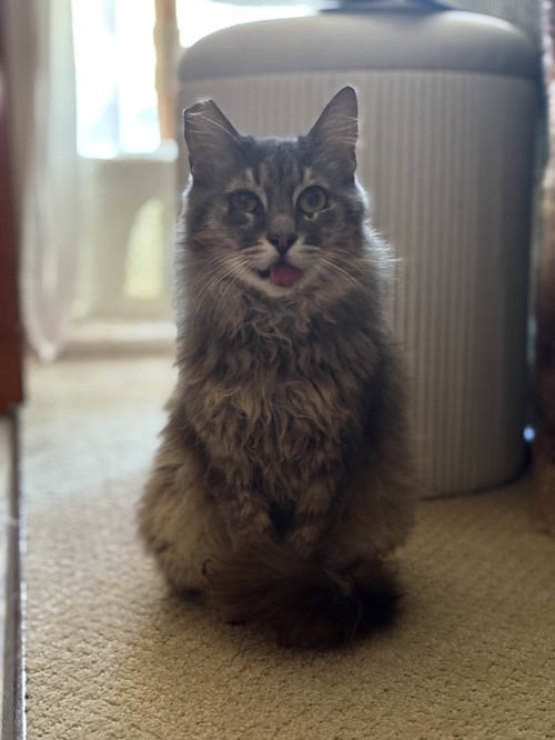 BEANS - Tabby for adoption in Sunnyvale