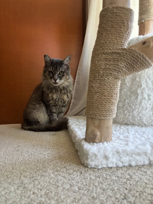 BEANS - Tabby available for adoption