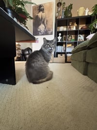 Beans - Photo 3