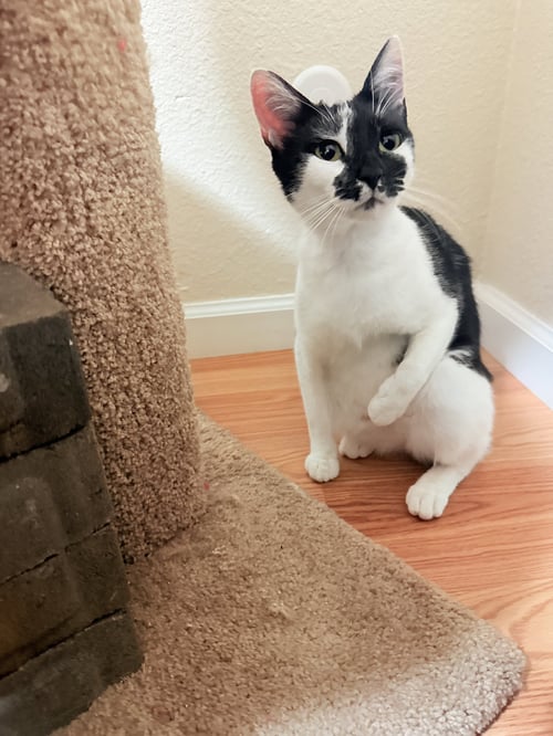 ONYX - Domestic Short Hair available for adoption