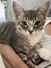 Dobby - male kitten - Photo 3