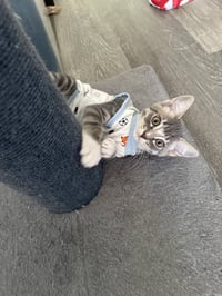 Dobby - male kitten - Photo 2