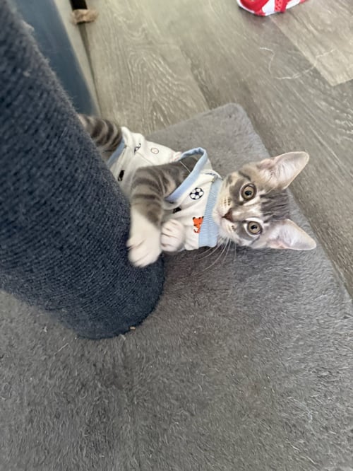 DOBBY - MALE KITTEN - Tabby available for adoption