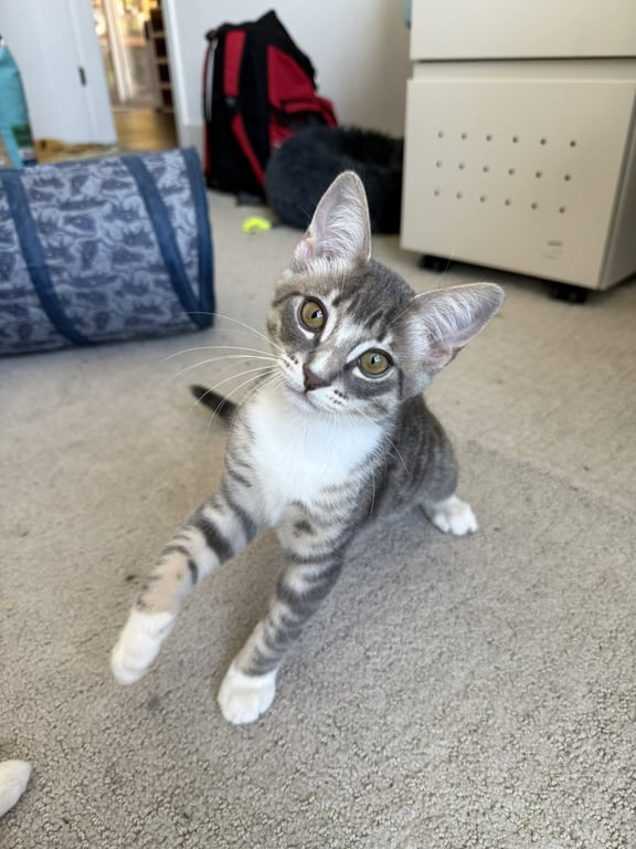 Dobby - male kitten Image