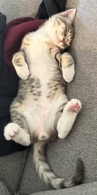 Dobby - male kitten - Photo 5