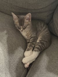 Dobby - male kitten - Photo 4