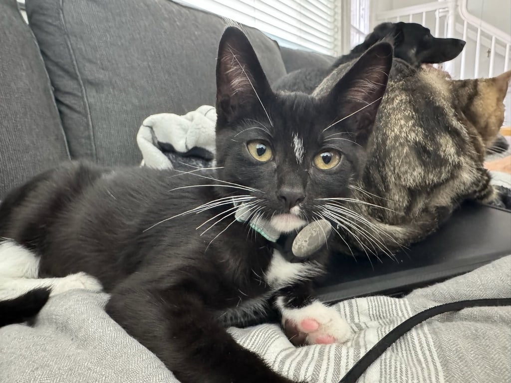 Chip - male kitten Image