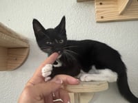 Chip - male kitten - Photo 3