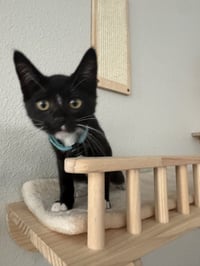 Chip - male kitten - Photo 4