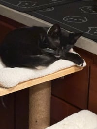 Chip - male kitten - Photo 5