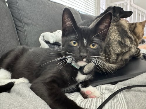 CHIP - MALE KITTEN - Tuxedo available for adoption