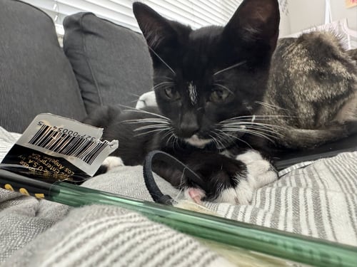 CHIP - MALE KITTEN - Tuxedo available for adoption