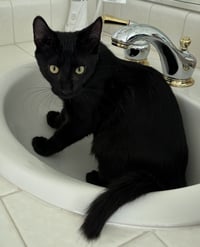 Tegi - male teen kitten - Photo 2