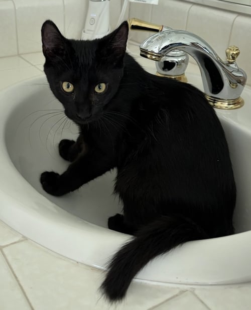 TEGI - MALE TEEN KITTEN - Domestic Medium Hair available for adoption