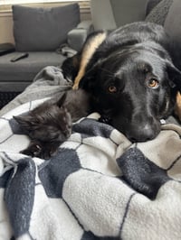 Tegi - male teen kitten - Photo 4