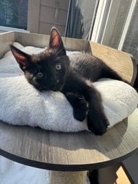 Tegi - male teen kitten - Photo 5