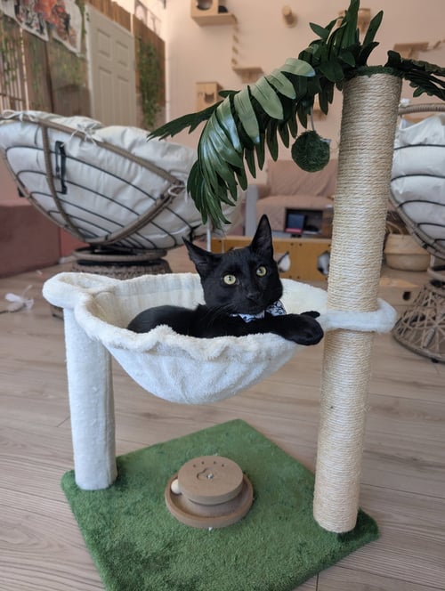 TEGI - MALE TEEN KITTEN - Domestic Medium Hair available for adoption