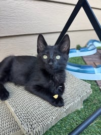 Tegi - male teen kitten - Photo 3