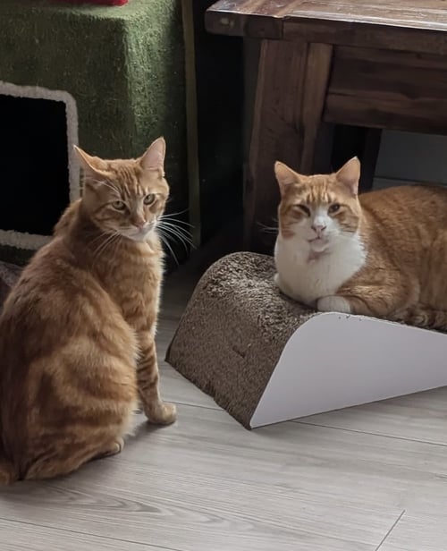 MR T AND RUORI - BONDED ADULTS - Tabby available for adoption