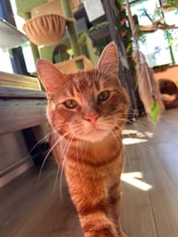Mr T and Ruori - bonded adults - Photo 3