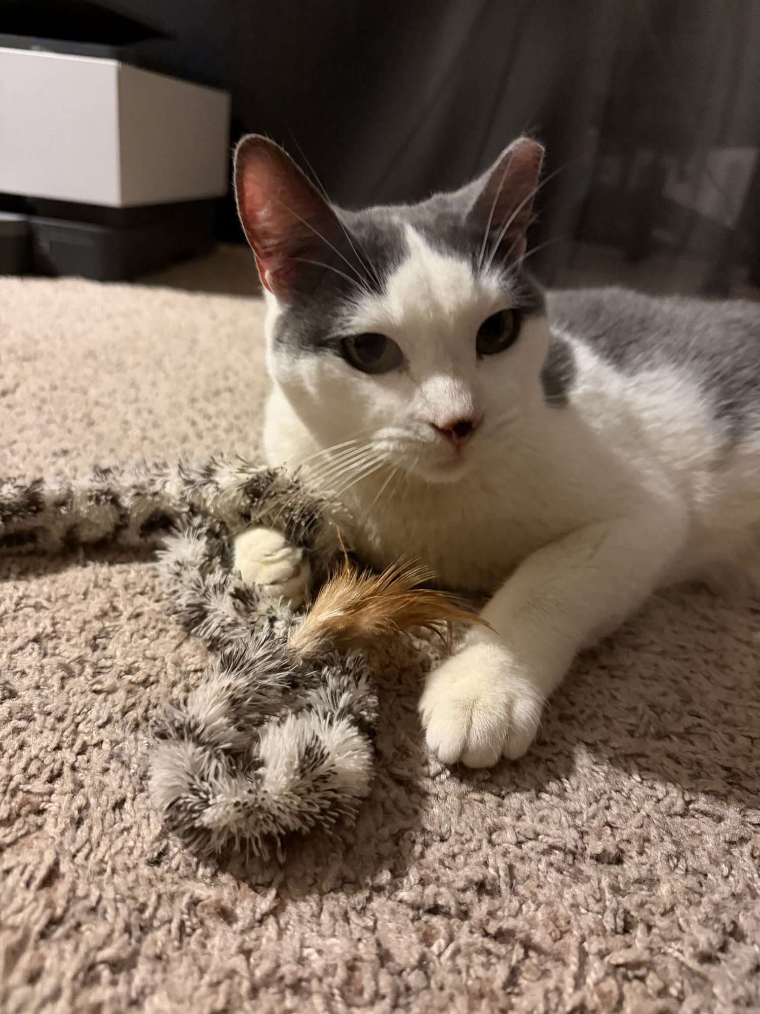 WeRescue - Adopt Meela: Domestic Short Hair in Los Altos Hills, CA
