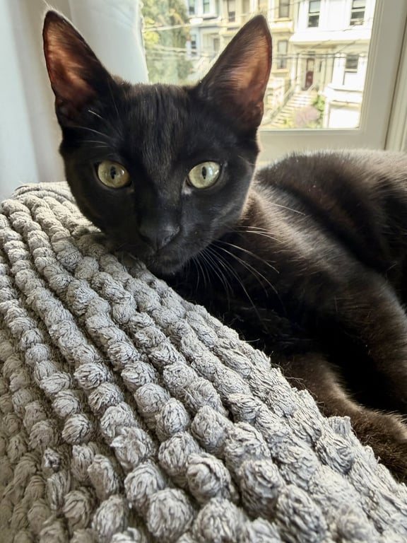 Moondancer - female kitten Image