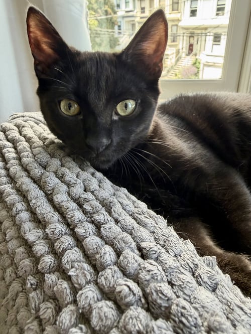 MOONDANCER - FEMALE KITTEN - Domestic Short Hair available for adoption