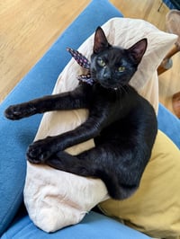 Moondancer - female kitten - Photo 3