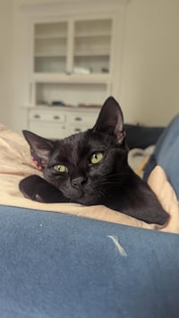 Moondancer - female kitten - Photo 4