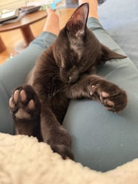 Moondancer - female kitten - Photo 2