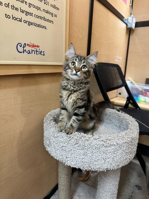 CARLOS - MALE KITTEN - Tabby available for adoption